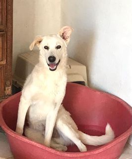 Adotta OLIVER: Pelo corto 11 mesi, attende una famiglia Cane cane Maschio Padova