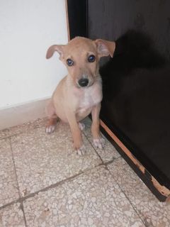 Annuncio ANDROMEDA cucciola di 3 mesi colore fulvo rosso Cane cane Femmina Padova