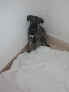 Adozione ELETTRA cucciola di 3 mesi, tigrata Cane cane Femmina Treviso