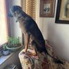 Zampe lunghe cane ucraino urgente adozione   0