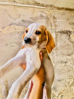 Adozione Gratuita Cuccioli simil segugio Beagle  Cane simil segugio beagle  Maschio