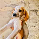 Cuccioli simil segugio Beagle 