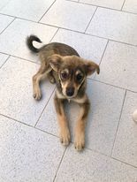 Adotta cucciola di 3 mesi Cane meticcia Femmina Pescara