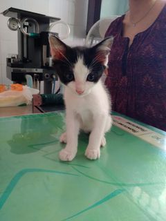Adozione Gratuita CAESAR - gattino di 2 mesi Gatto gatto bianco e nero Maschio