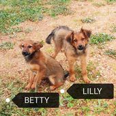 Betty e Lilly: taglia piccola 4 mesi