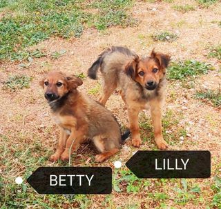Adozioni Betty e Lilly: taglia piccola 4 mesi Cane meticcio  Femmina