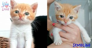 Come adottare SEMOLINO dolce gattino 2 mesi Gatto europeo Maschio