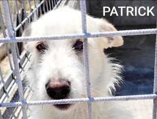 Adozione Gratuita PATRIK cane in adozione Cane simil spinoncino Maschio