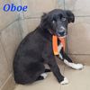 Oboe: cucciolo simil border collie  0