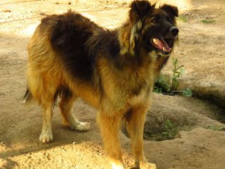Come adottare APOLLO, simil pastore tedesco Cane cane Maschio Padova