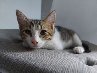 Adozioni NIK - gattino di 2 mesi e mezzo Gatto meticcio Maschio