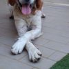 ATLAS - cane breton di 6 anni  0