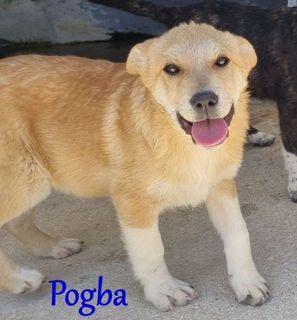 Adozioni Pogba: cucciolo simil labrador futura taglia media Cane simil labrador Maschio