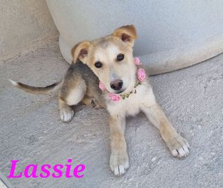 Annuncio Lassie: cucciola futura taglia media contenuta Cane meticcio Femmina