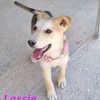 Lassie: cucciola futura taglia media contenuta  0