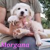 Morgana: cucciola simil maremmana  0