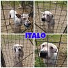 Italo - cane Albino in cerca di casa  0