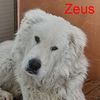 Zeus ed Ermes pastori maremmani  0