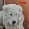 Zeus ed Ermes pastori maremmani  0