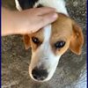 NAMASTE delizioso simil beagle dolce e affettuoso  0