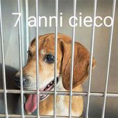 Adelina simil beagle urgente adozione 