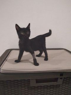 Adozioni SPETTRO - gattino di 3 mesi e mezzo Gatto gatto nero Maschio