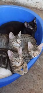 Adozione gattini Gatto gatto Maschio Torino