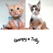 Giampy e Trilly - dolci micini cercano casa