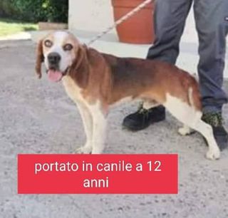 Come adottare MAMBO BEAGLE 12 ANNI 12 KG Cane beagle Maschio