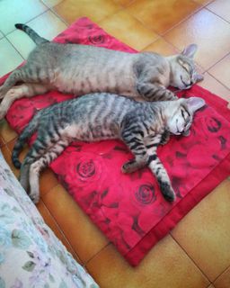 Adozione MICI GIULIA E PAPAVERO madre e figlio inseparabili Gatto gatto Maschio Treviso