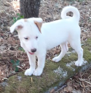 Come adottare Nevolo bellissimo cucciolo bianco  Cane simil labrador Maschio