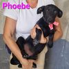 Phoebe cucciola simil segugia taglia medio piccola  0