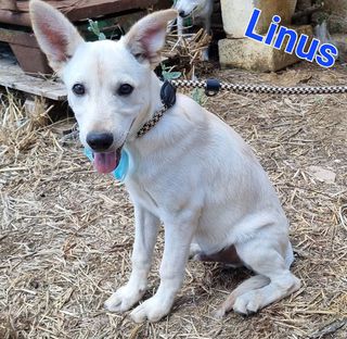 Annuncio Linus: cucciolo taglia media contenuta Cane meticcio Maschio