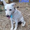 Linus: cucciolo taglia media contenuta  0