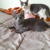 4 meravigliosi gattini d 4 mesi!! Birba e grey 0