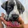 BELLA, BETULLA e BIRILLO cuccioli alla riscossa  0