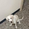 Adozione Nala dolce cucciola di 5 mesi in canile  0