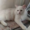 Magnifico gattino bianco a pelo lungo  0