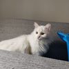 Magnifico gattino bianco a pelo lungo  0