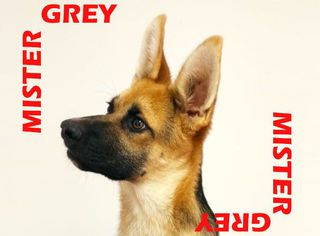 Adozione Mr Grey cucciolo Cane pastore tedesco Maschio