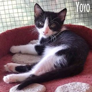 Adozione Gratuita Yoyo piccolo e allegro gattino Gatto meticcia  Maschio Milano