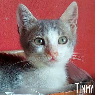 Adozione Gratuita Timmy gattino miracolato  Gatto meticcia  Maschio Milano