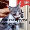Timmy gattino miracolato   0