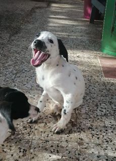 Adotta Hutch super cucciolo Cane taglia media 18-20kg Maschio