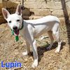 Lupin: cucciolo taglia media contenuta  0