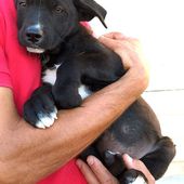 Ares cucciolo nero in canile