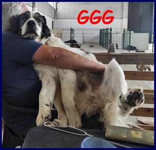 Adozione Gratuita GGG cucciolone poco più di 1 anno gigante dolce e  Cane meticcione Maschio
