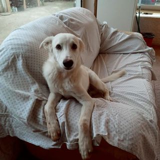 Adozione Gratuita Filippo simpatico cucciolo d 5/6 mesi Cane taglia media 20kg Maschio