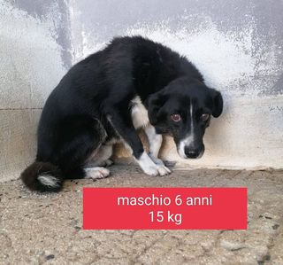 Adozione ONIX MASCHIO 6 ANNI 15 KG Cane meticcio Maschio