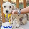 Cookie: cucciolo simil Welsh Terrier  0